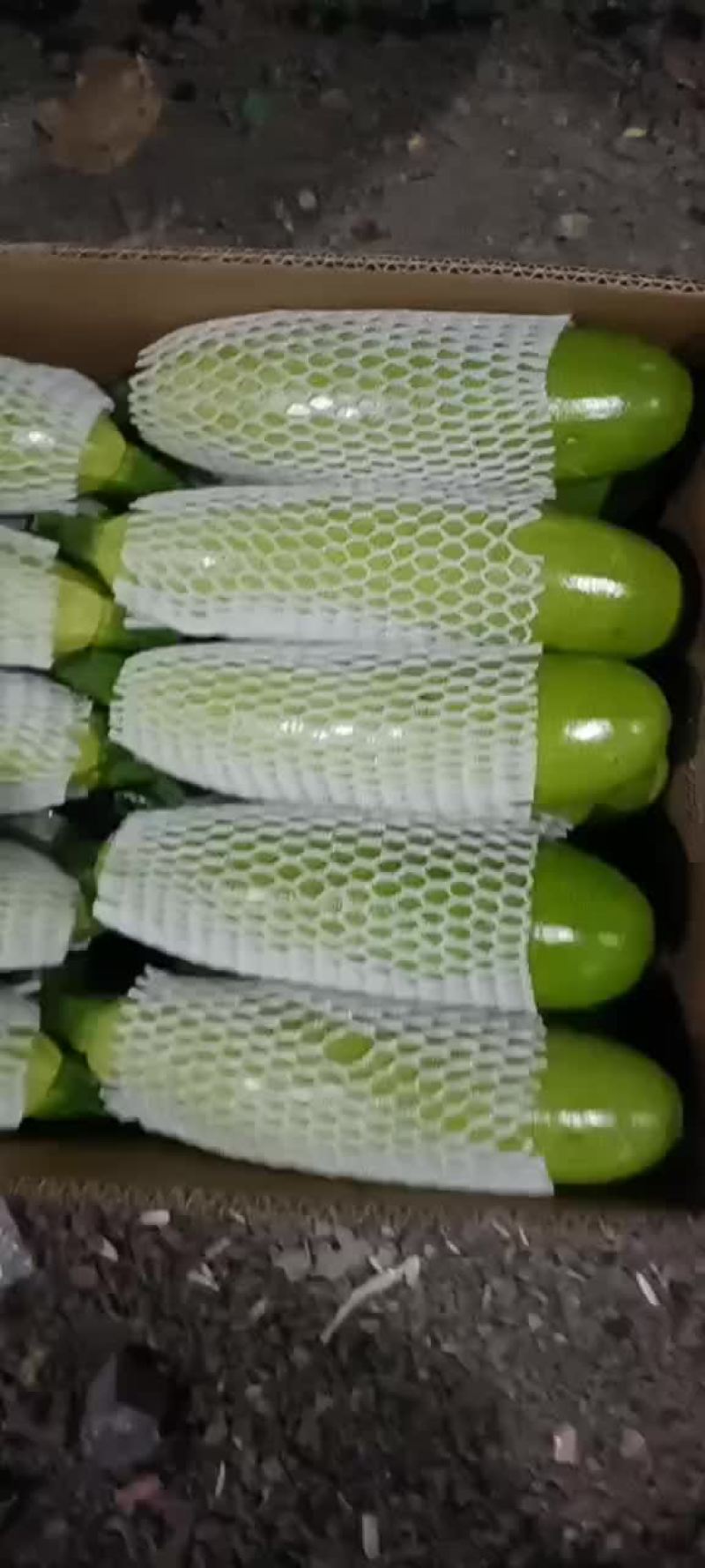 精品西葫芦现已大量上市欢迎各界老板前来洽谈