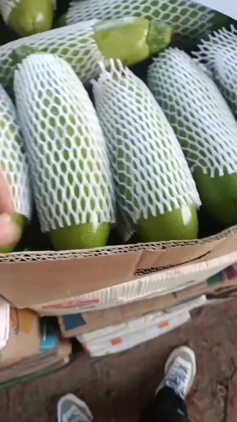 精品西葫芦现已大量上市欢迎各界老板前来洽谈