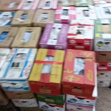 精品西葫芦现已大量上市欢迎各界老板前来洽谈