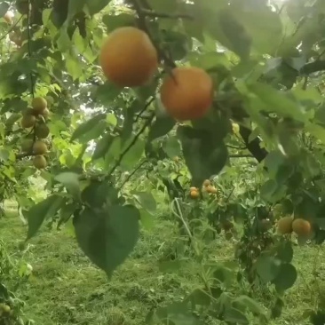 金太阳甜杏