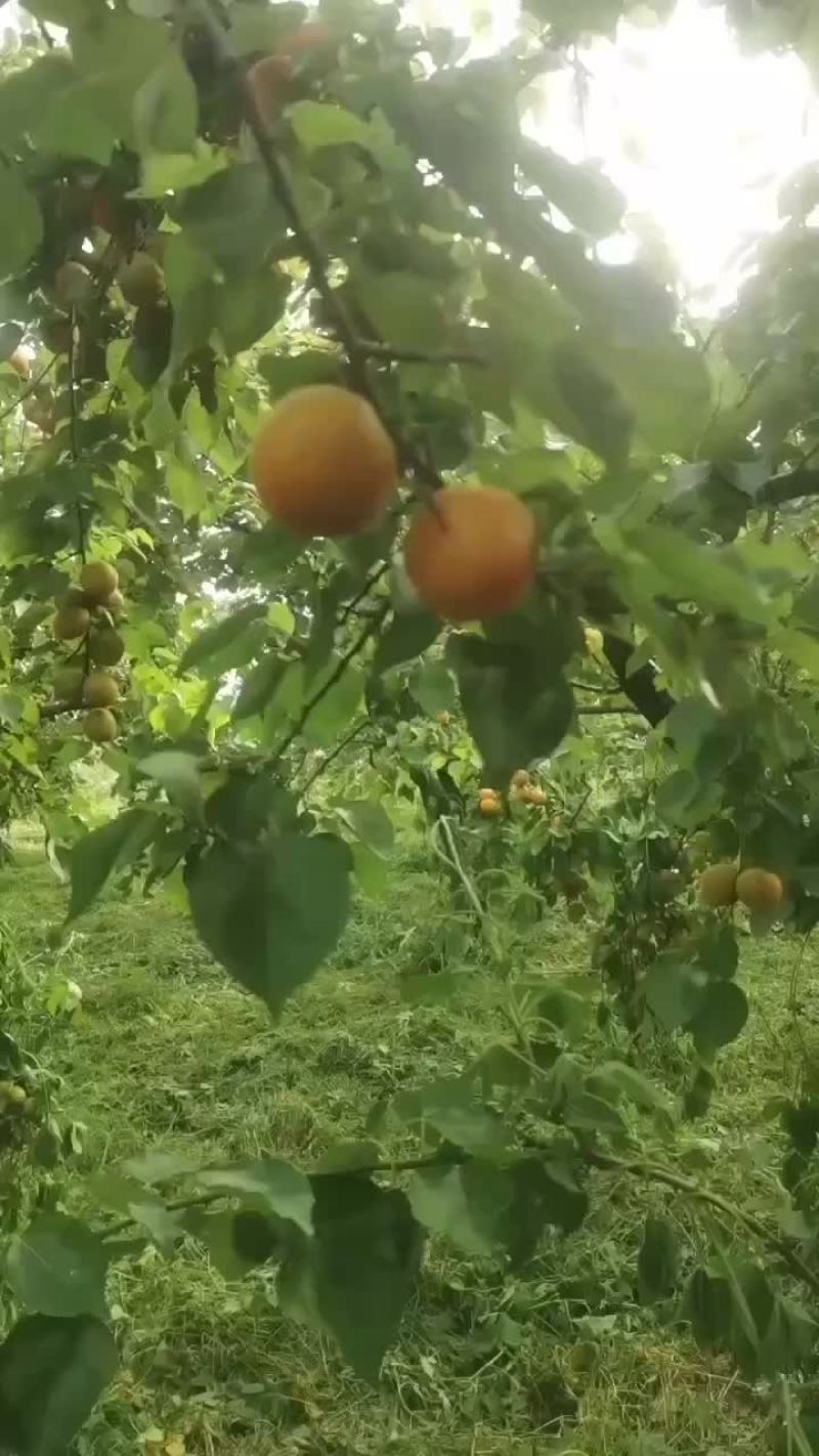 金太阳甜杏