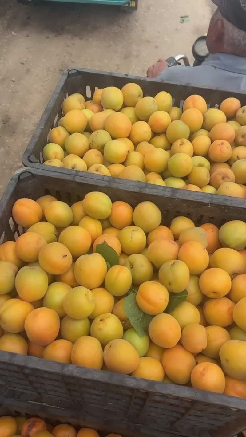 金太阳甜杏
