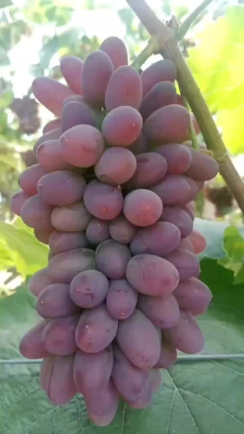 着色香葡萄