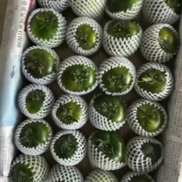 草莓柿子绿定