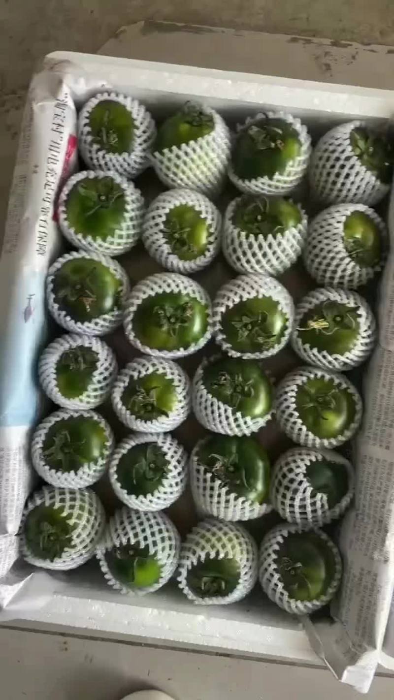 草莓柿子绿定