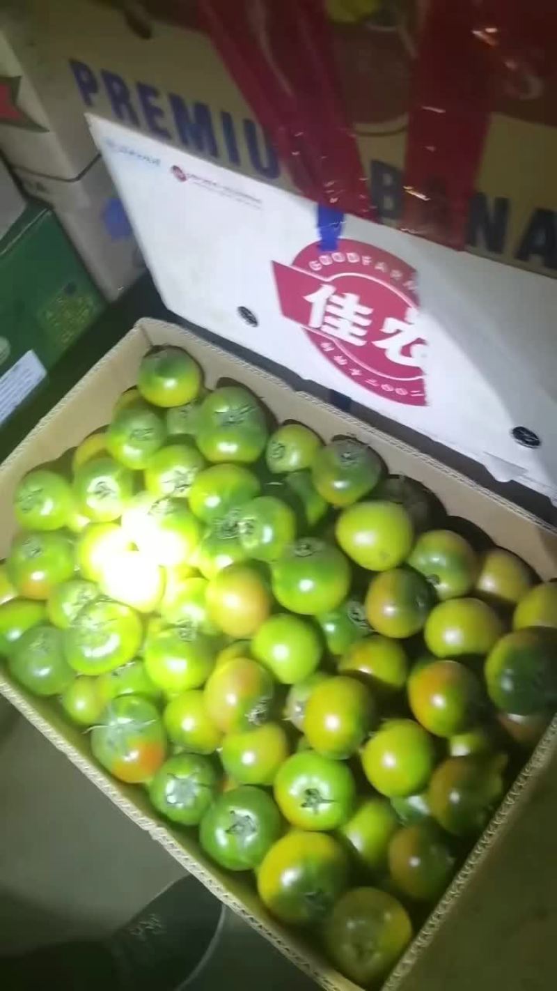 草莓柿子绿定