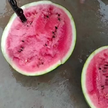 陕西甜王西瓜