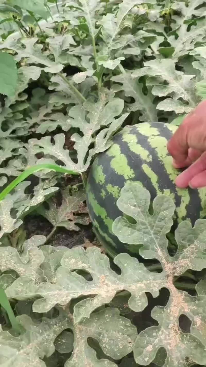 陕西甜王西瓜