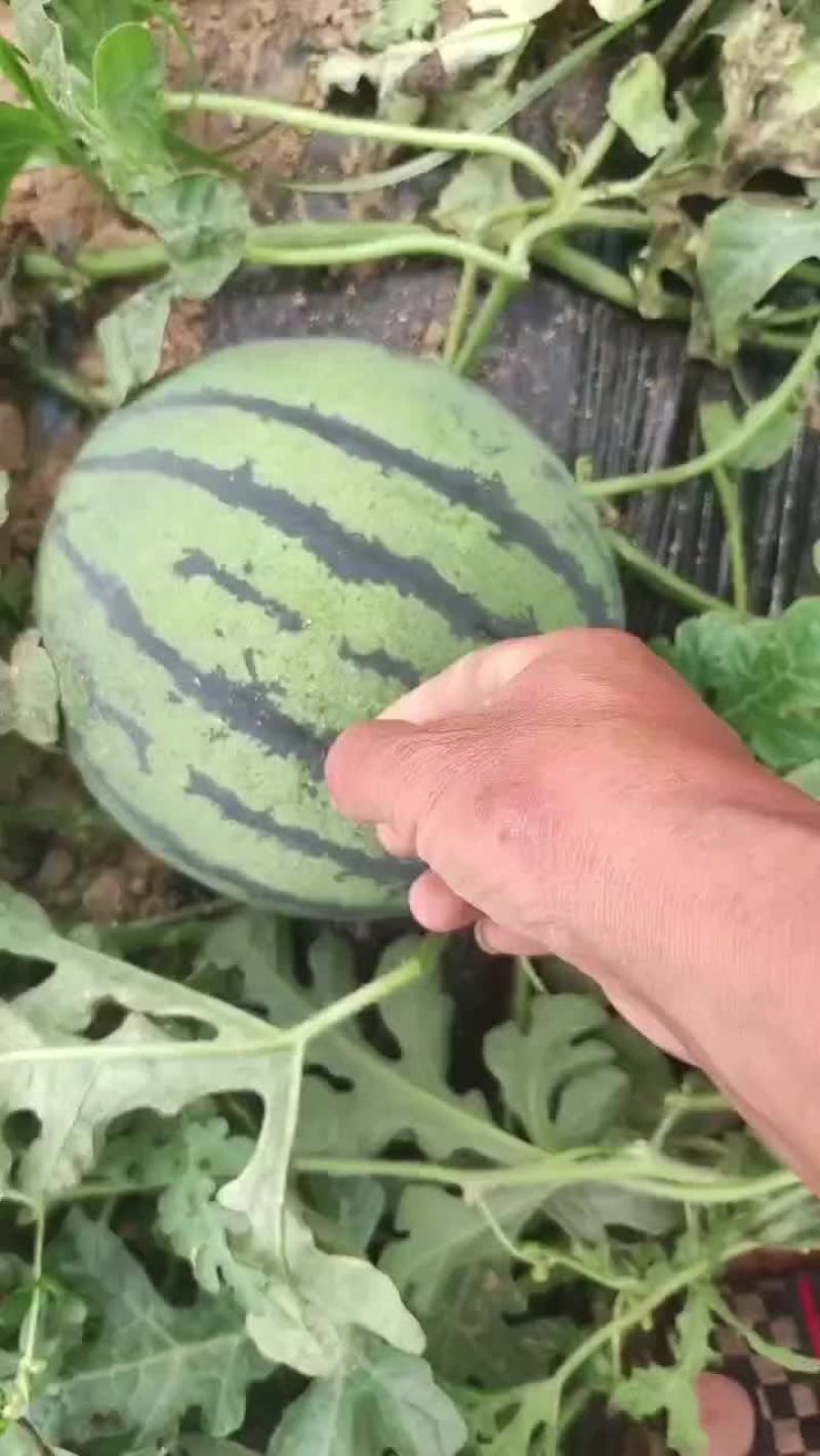 陕西甜王西瓜