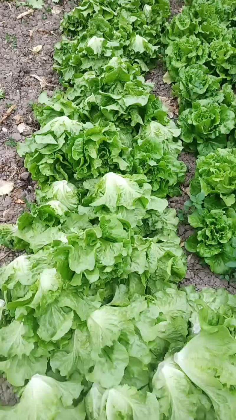 精品生菜上市中
