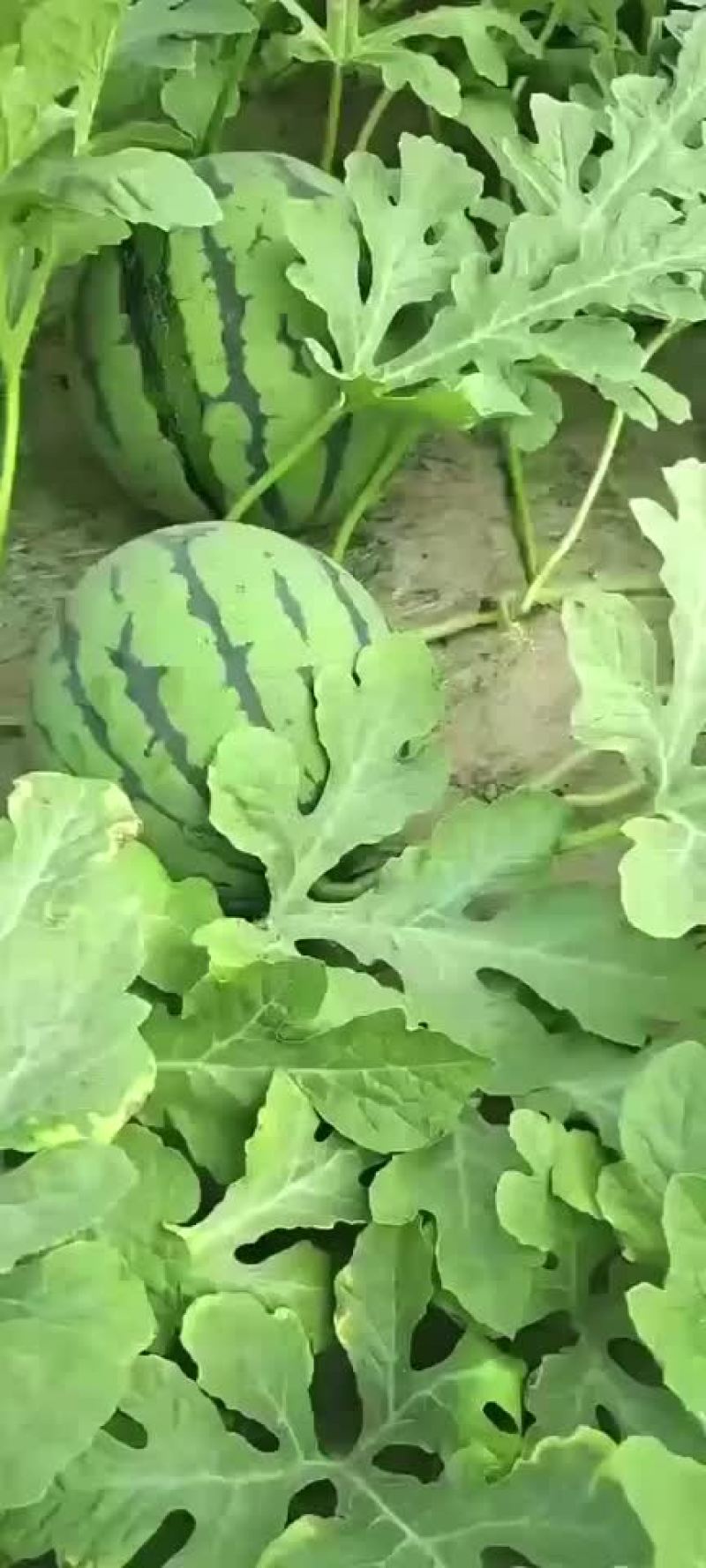 正宗冰淇淋8424，小薄皮，大红瓤，全黑籽
