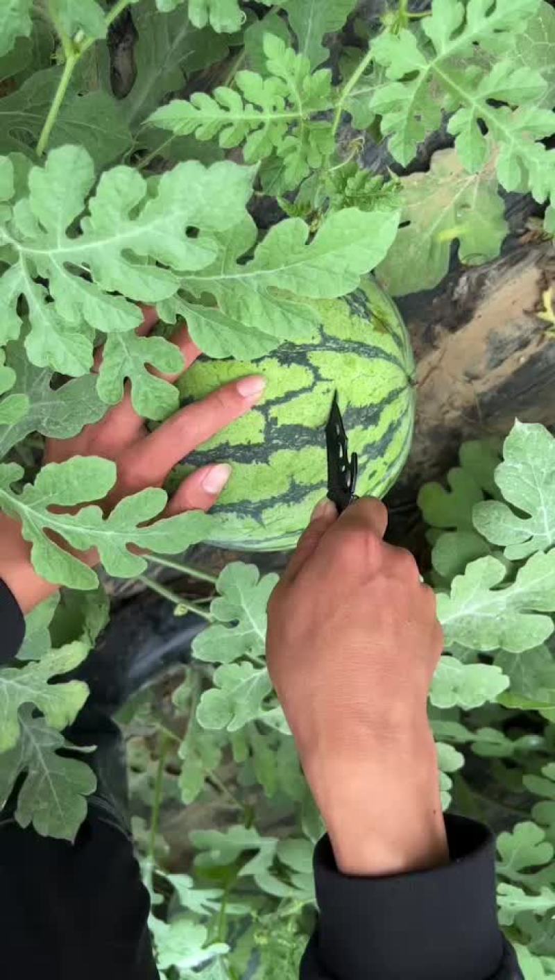 正宗冰淇淋8424，小薄皮，大红瓤，全黑籽