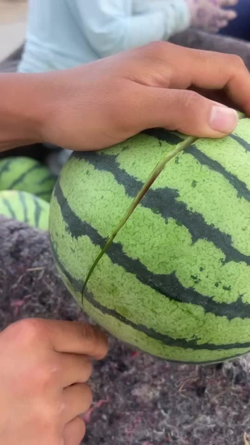 正宗冰淇淋8424，小薄皮，大红瓤，全黑籽