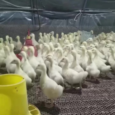 肉鹅苗