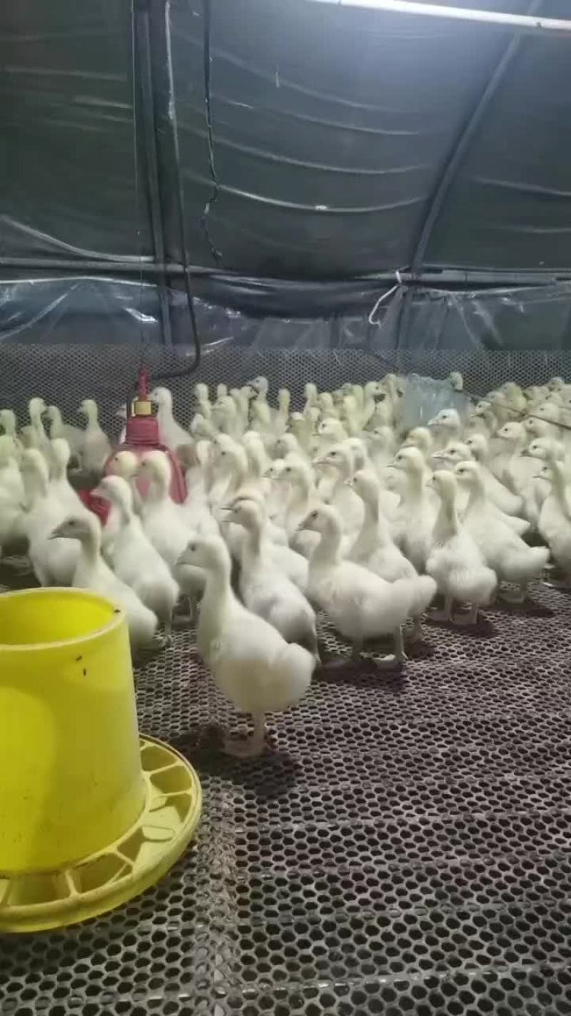 肉鹅苗