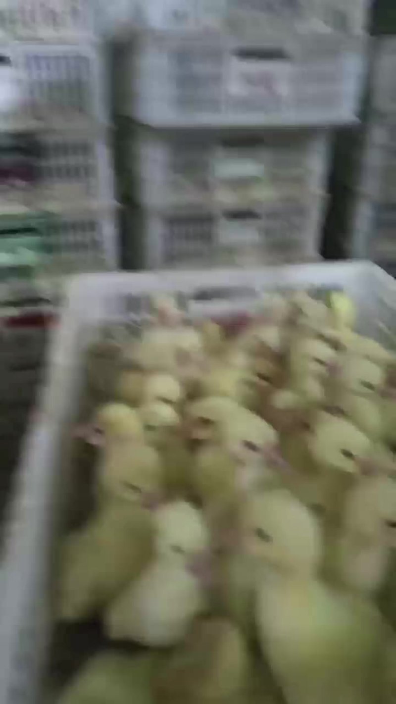 肉鹅苗