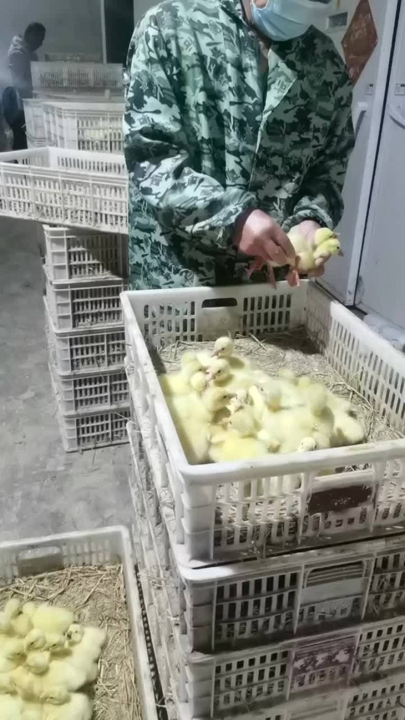 肉鹅苗