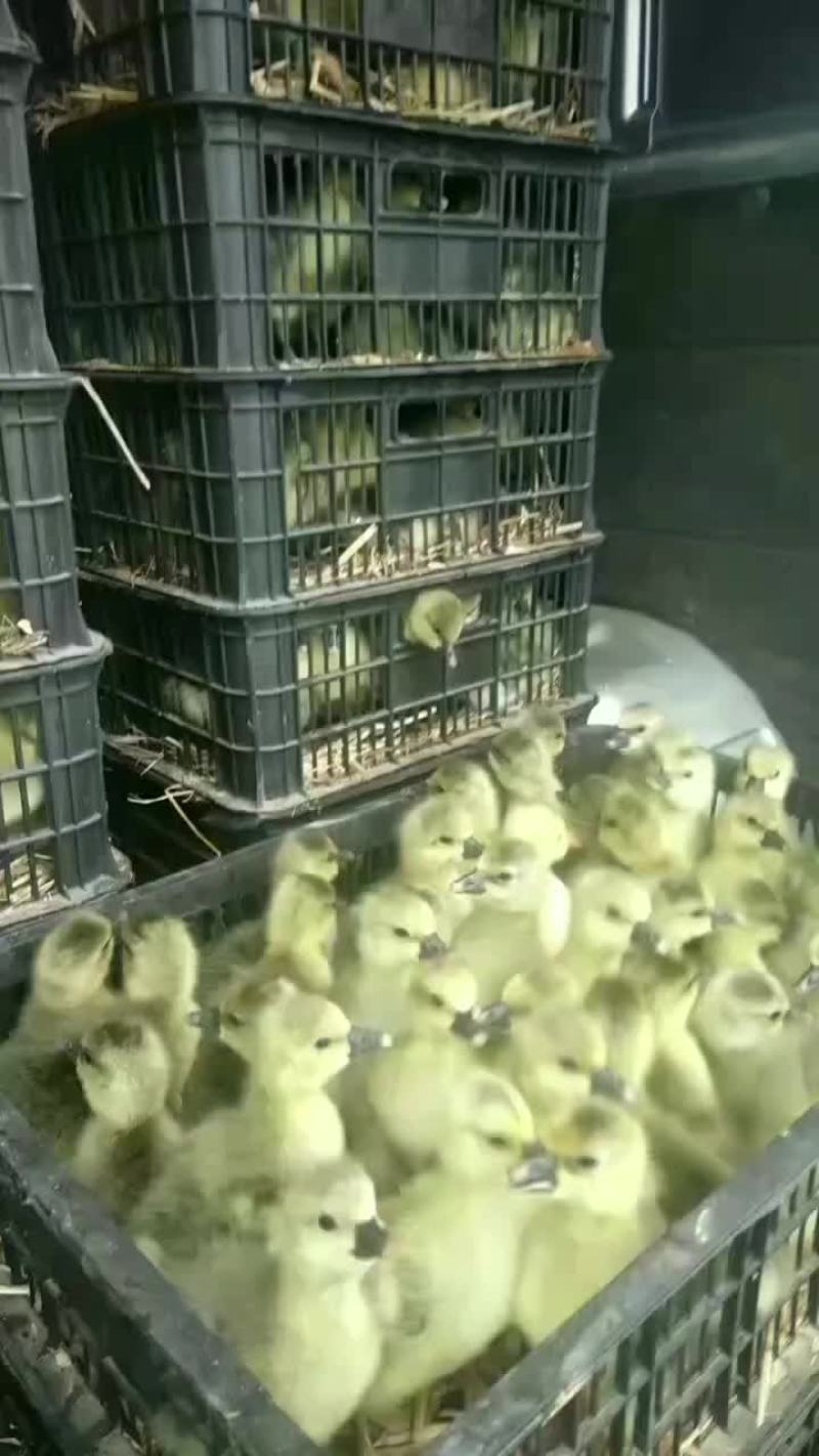 肉鹅苗