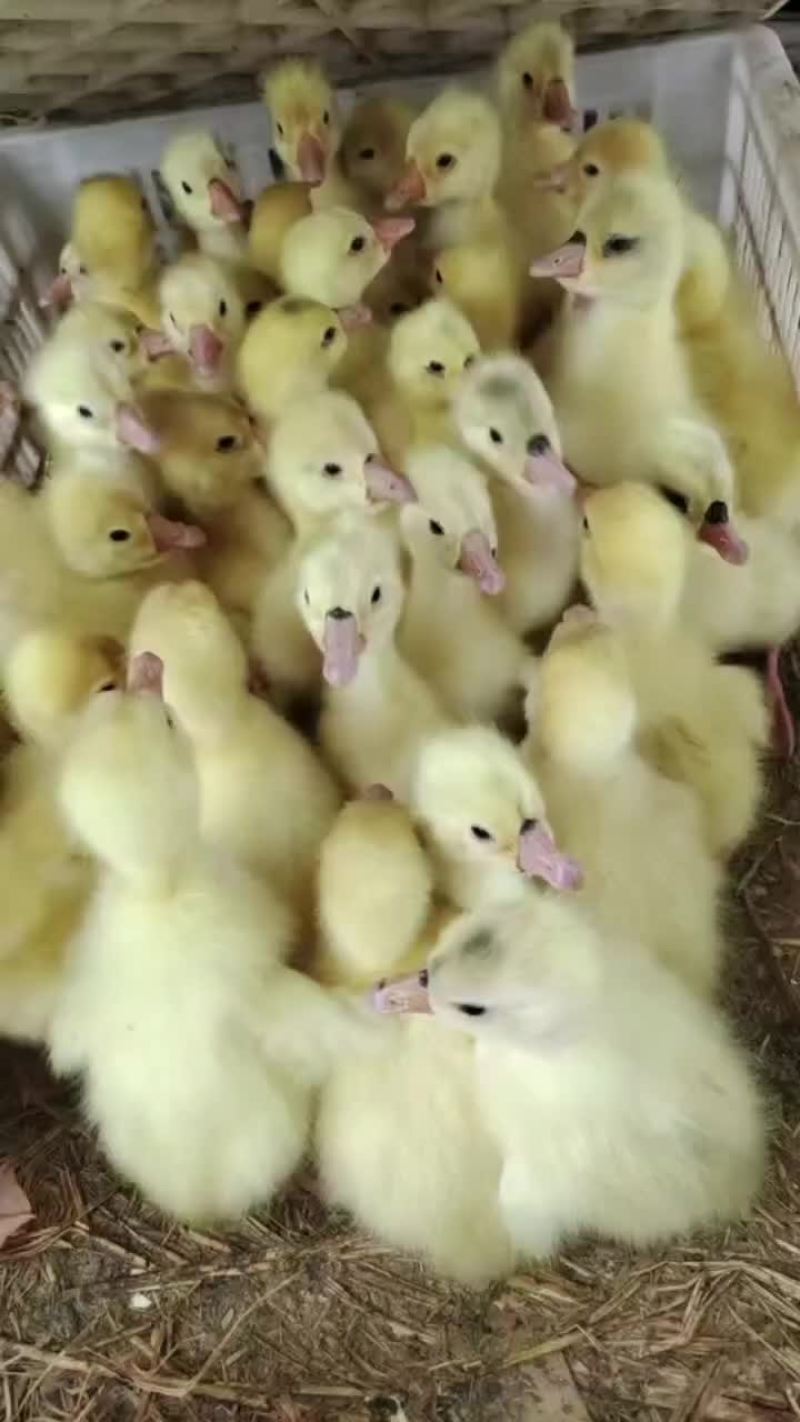 肉鹅苗