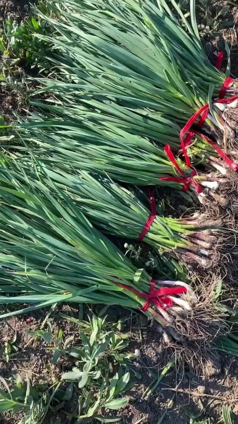 一点红蒜苗