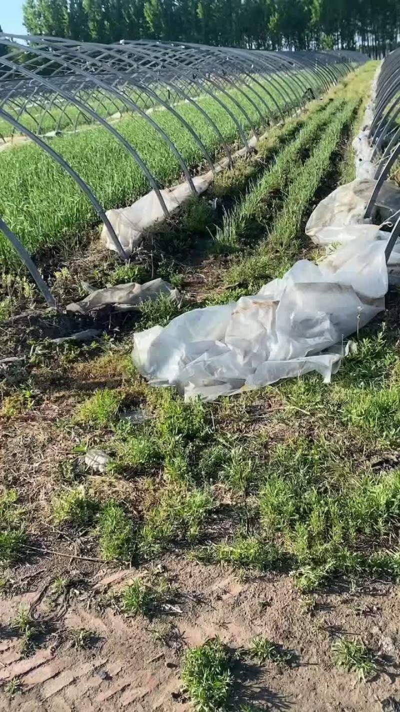 一点红蒜苗