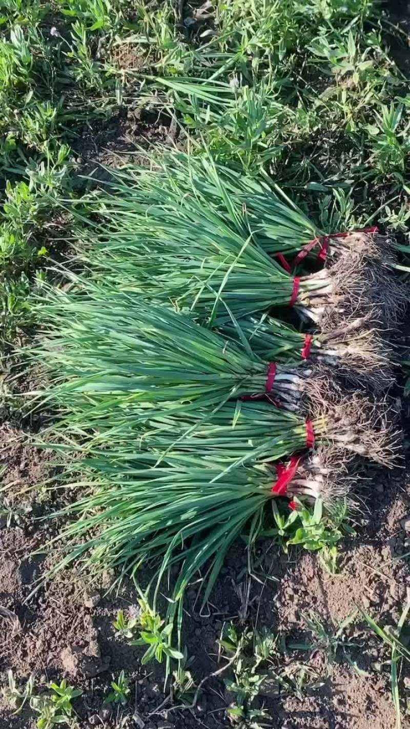一点红蒜苗