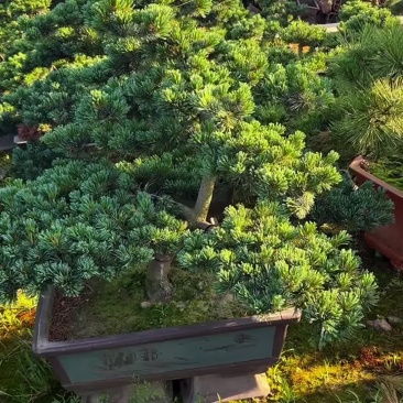 精品五针松盆景