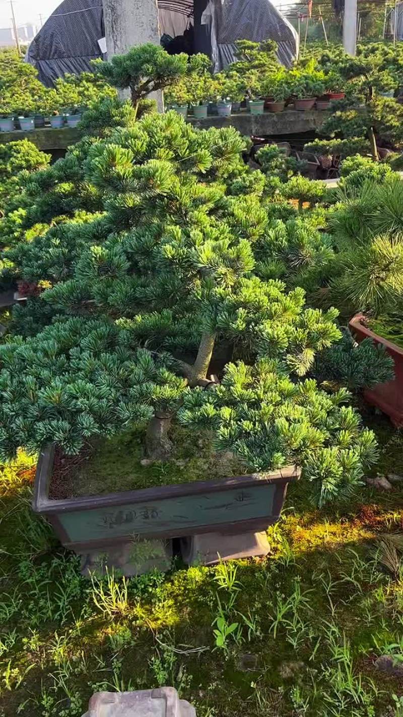 精品五针松盆景
