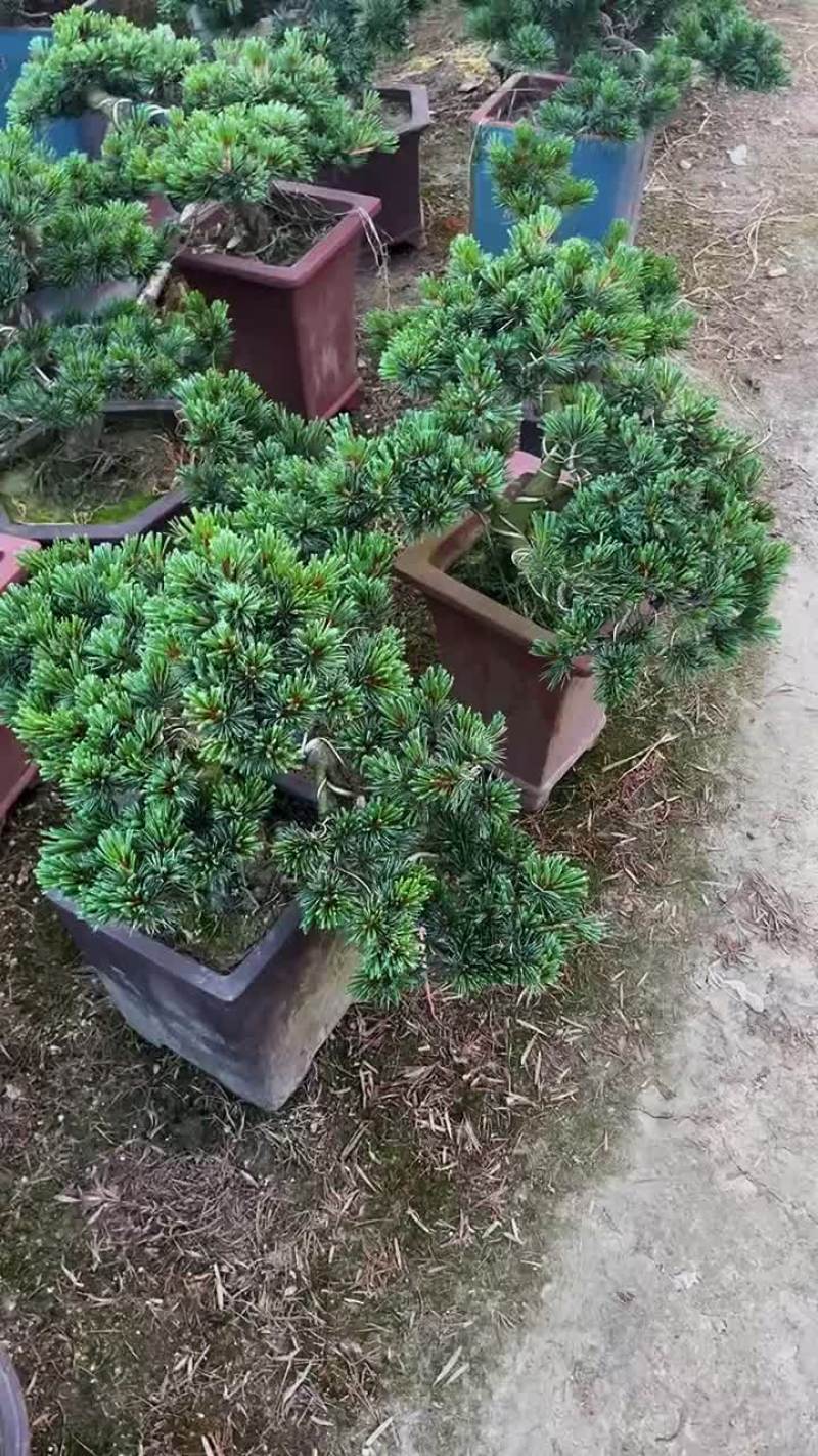 精品五针松盆景