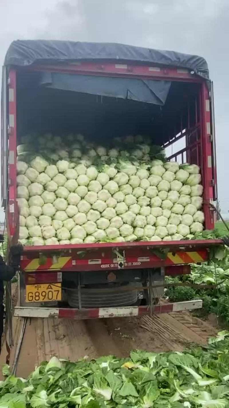 宁夏沙地白菜