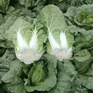 宁夏沙地白菜