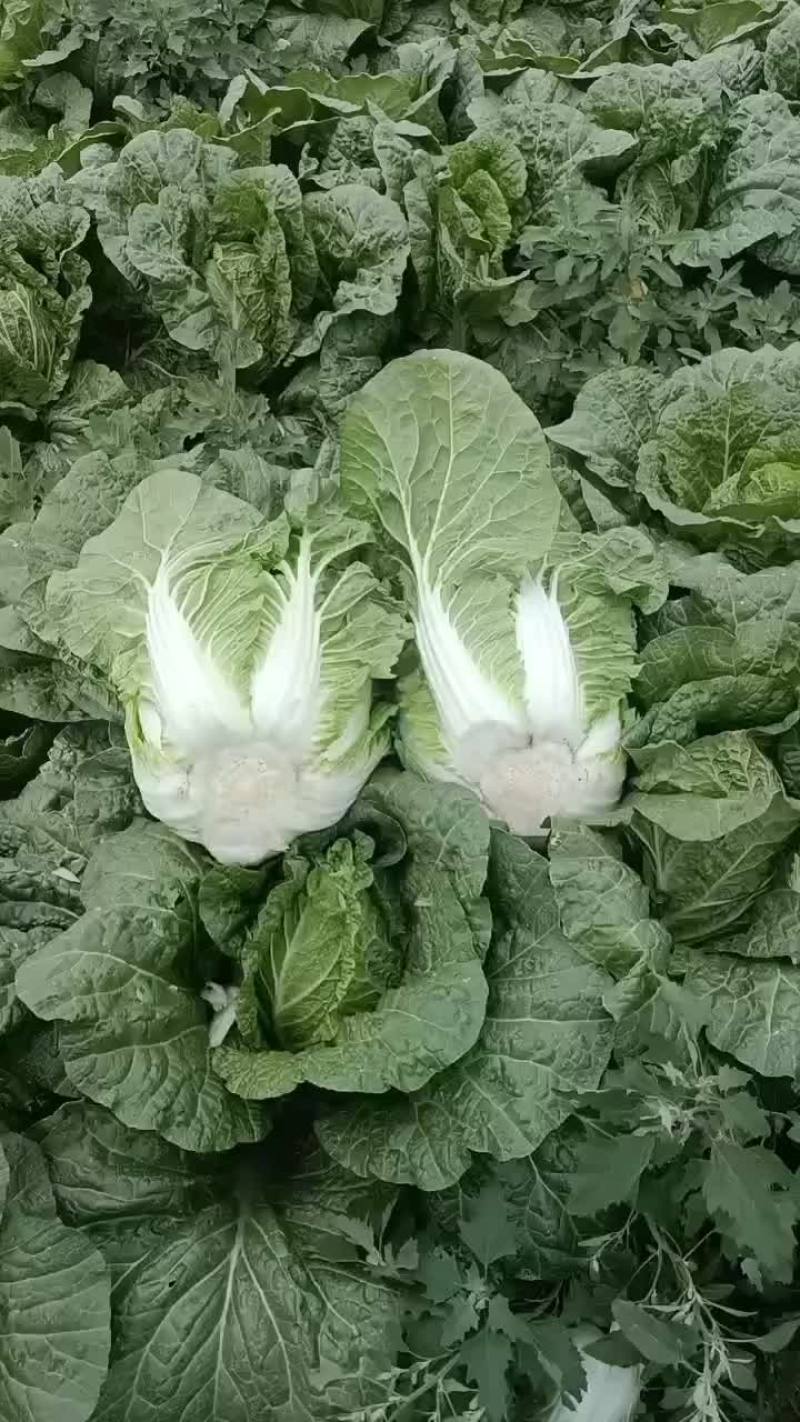 宁夏沙地白菜
