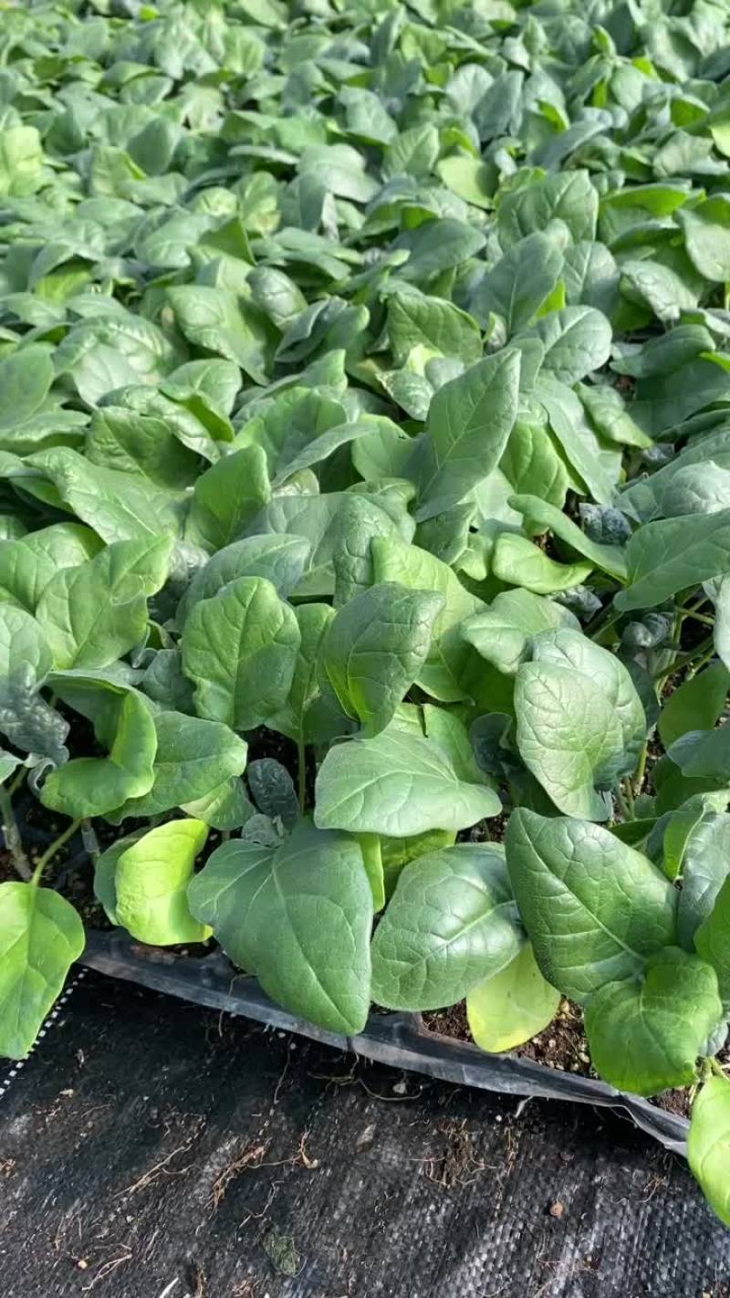茄子苗长年嫁接中茄长茄原产地热销品种欢迎视频看货