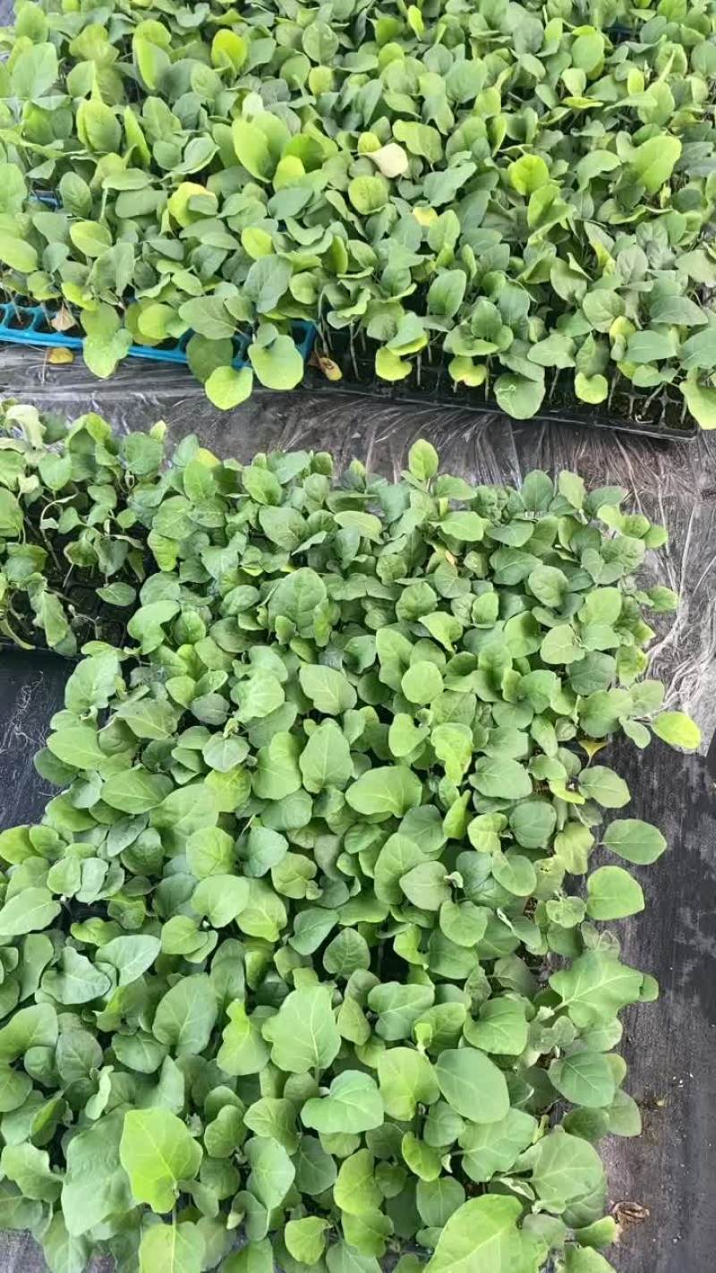 茄子苗长年嫁接中茄长茄原产地热销品种欢迎视频看货