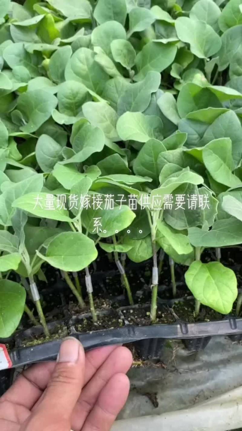 茄子苗长年嫁接中茄长茄原产地热销品种欢迎视频看货