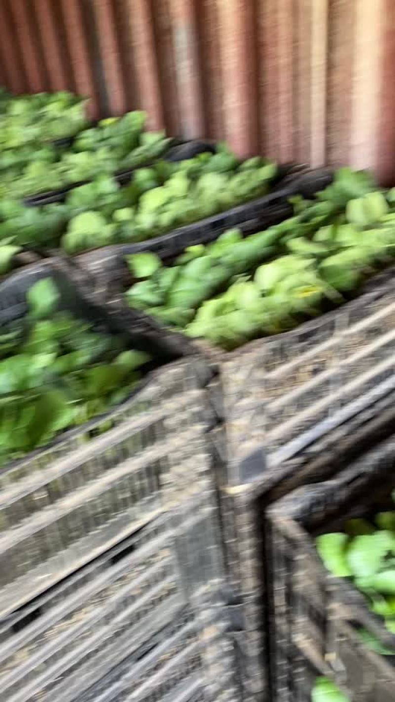 茄子苗长年嫁接中茄长茄原产地热销品种欢迎视频看货
