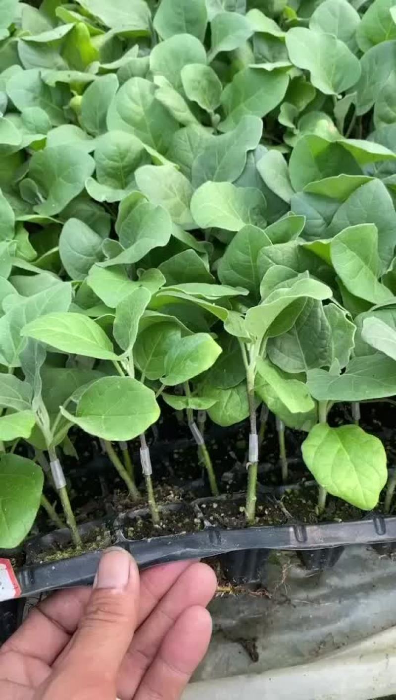 茄子苗长年嫁接中茄长茄原产地热销品种欢迎视频看货