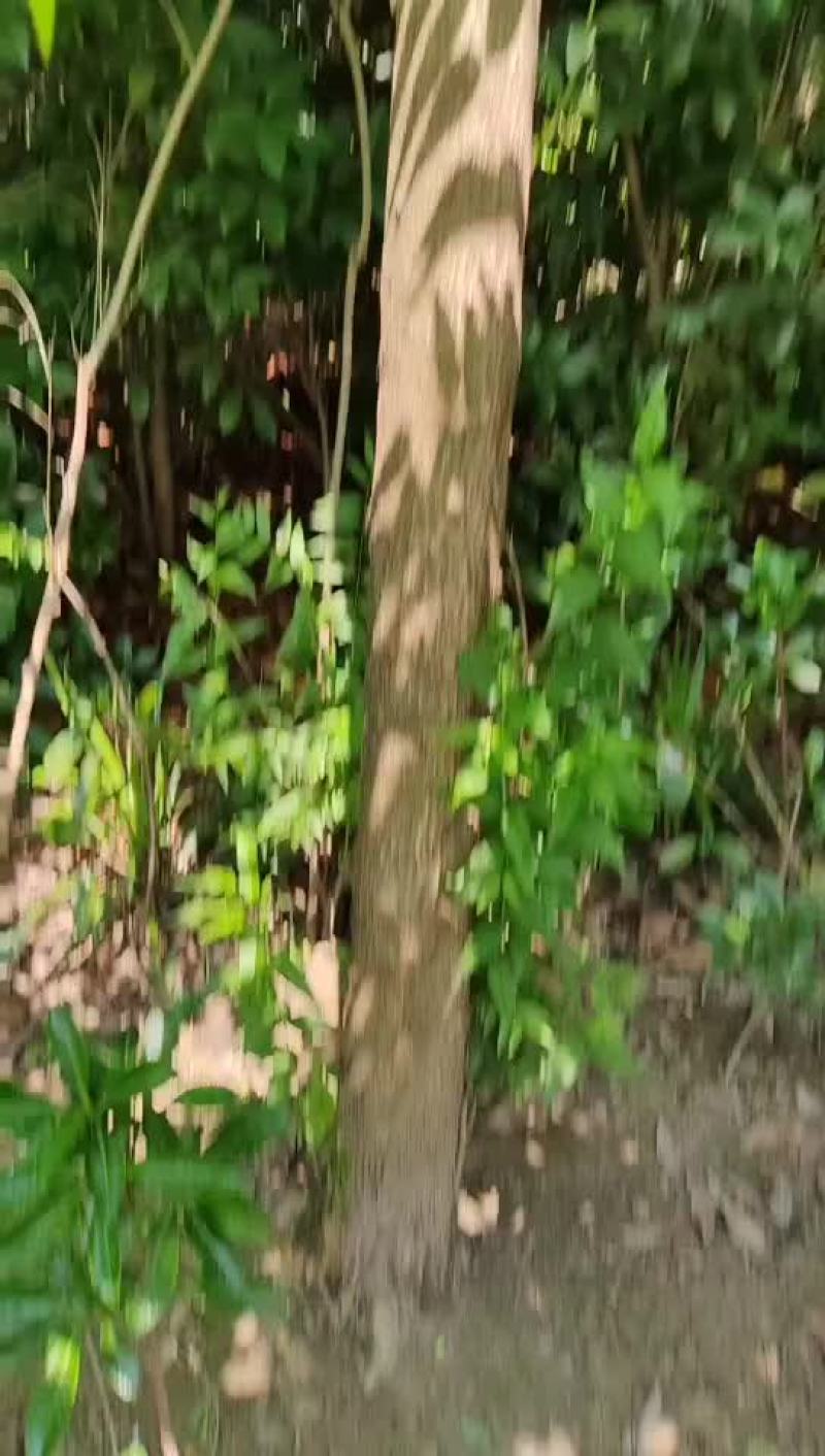 五谷树