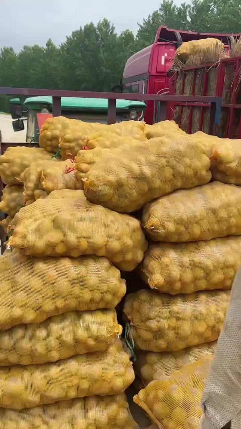 湖北大西洋土豆2两起