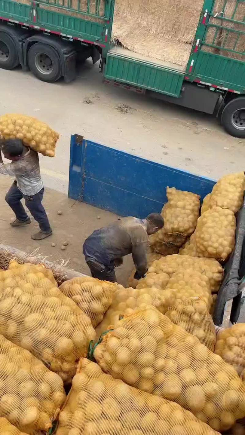 湖北大西洋土豆2两起