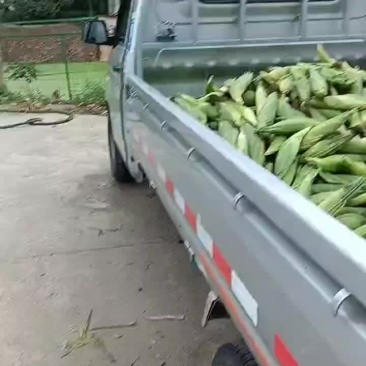 玉米，甜玉米，万糯玉米