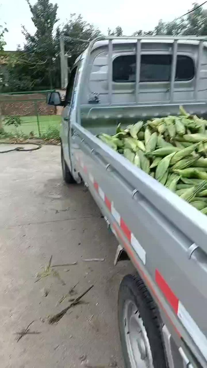 玉米，甜玉米，万糯玉米