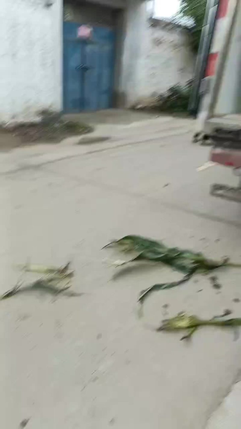 玉米，甜玉米，万糯玉米