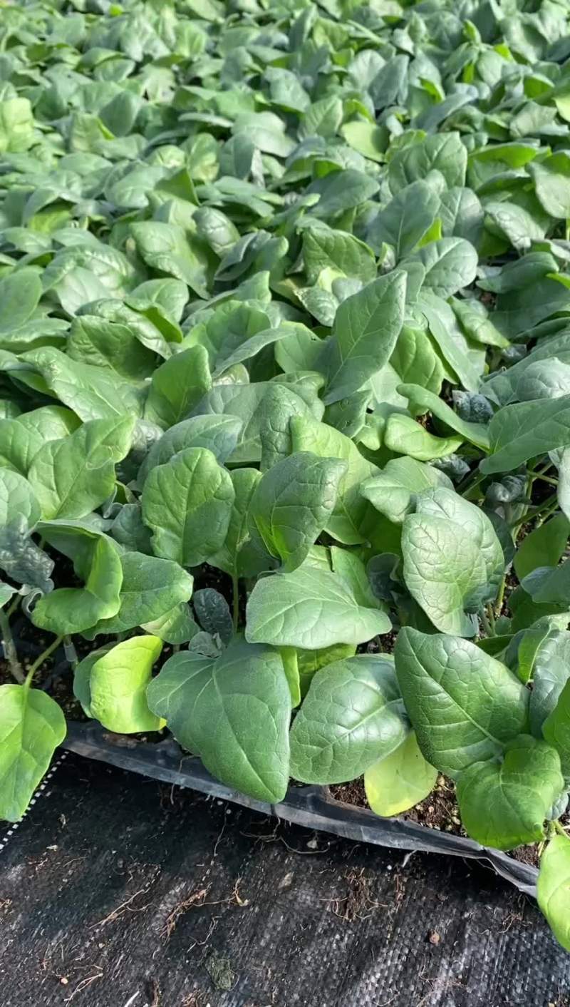 优质茄子苗嫁接中茄产地热销品种一手货源对接电商客户