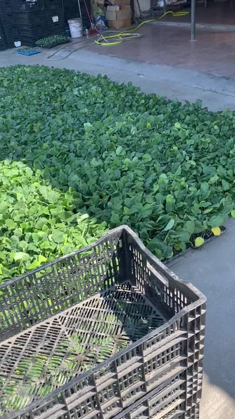 优质茄子苗嫁接中茄产地热销品种一手货源对接电商客户