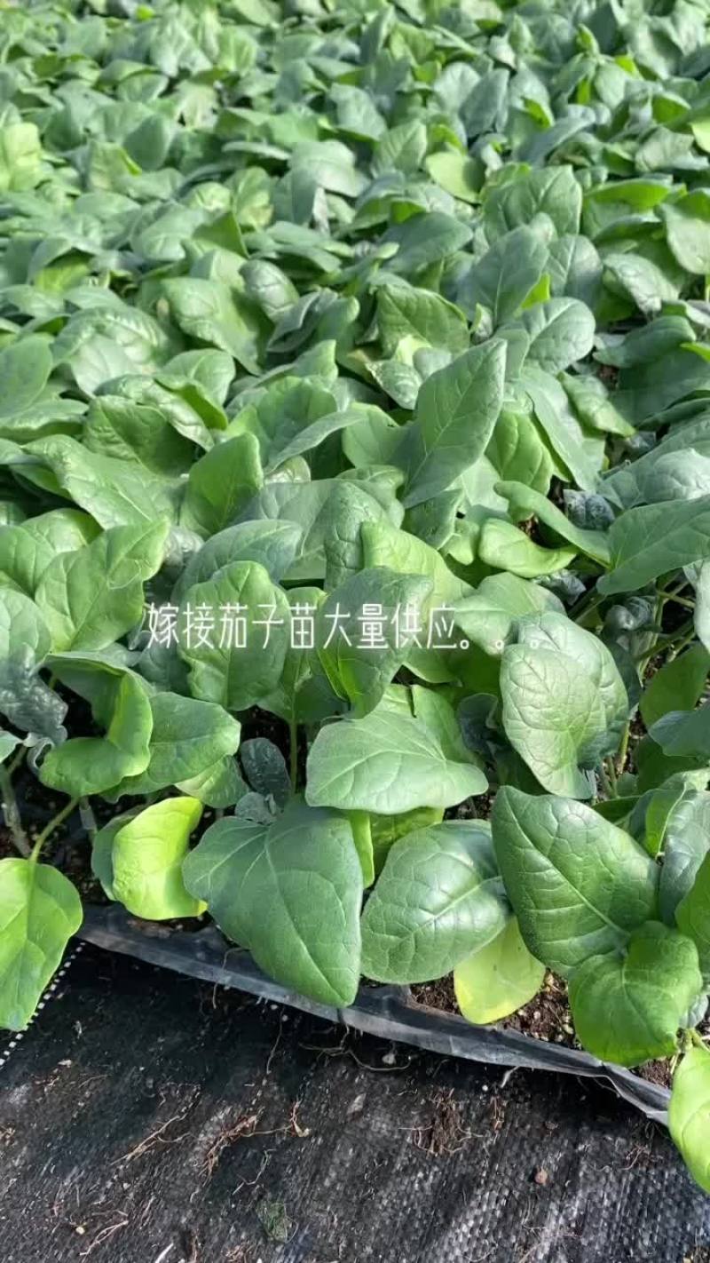 优质茄子苗嫁接中茄产地热销品种一手货源对接电商客户