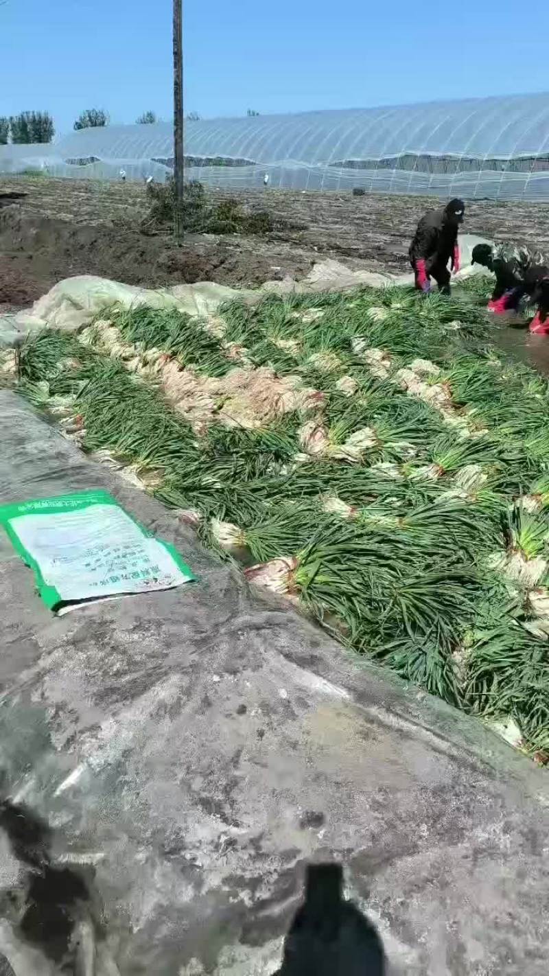 吉林蒜苗
