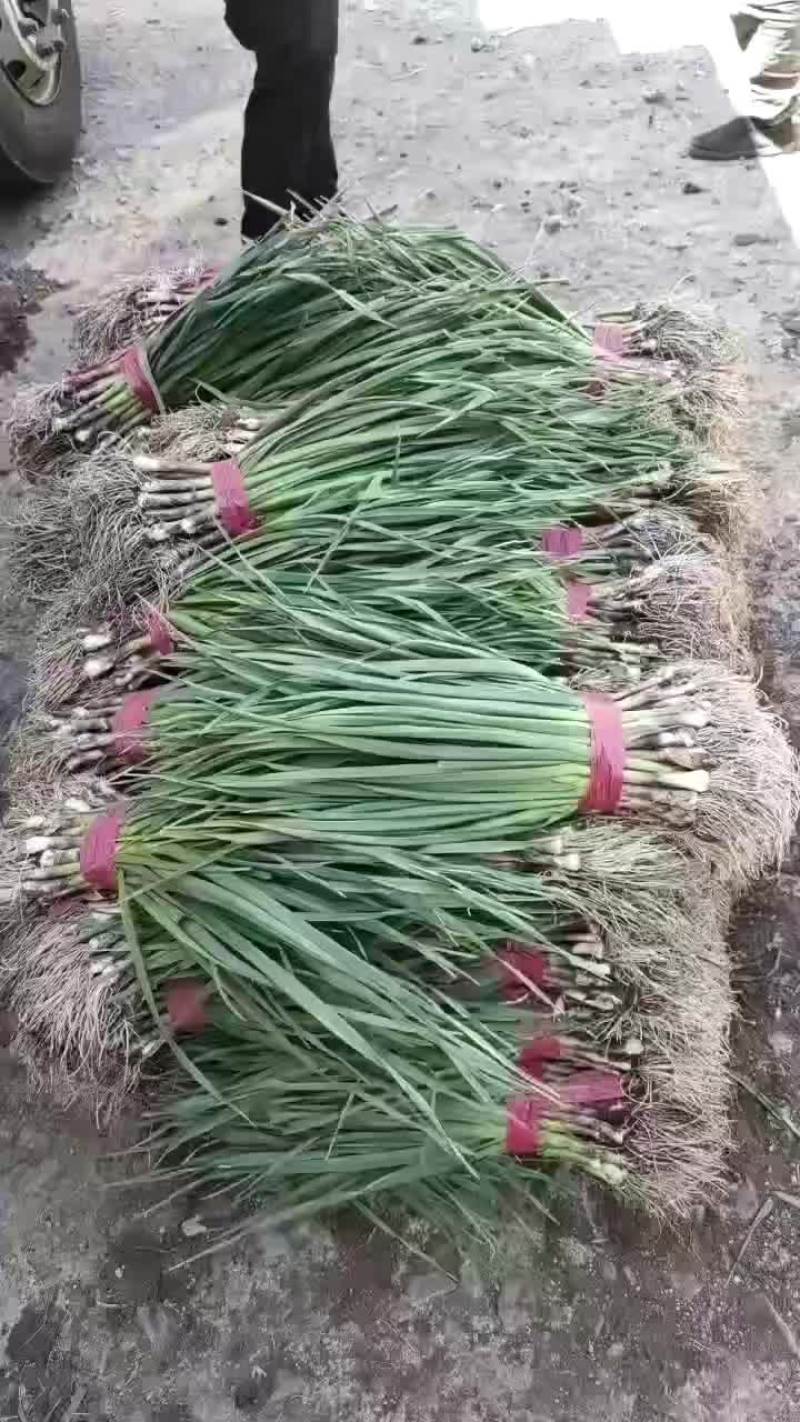 吉林蒜苗