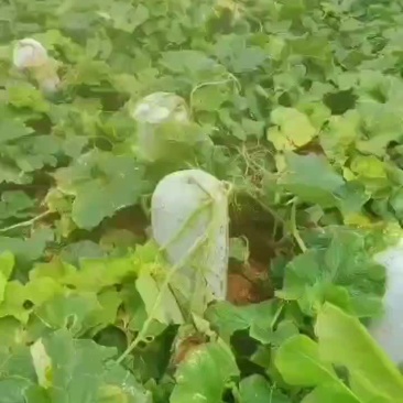 白皮冬瓜