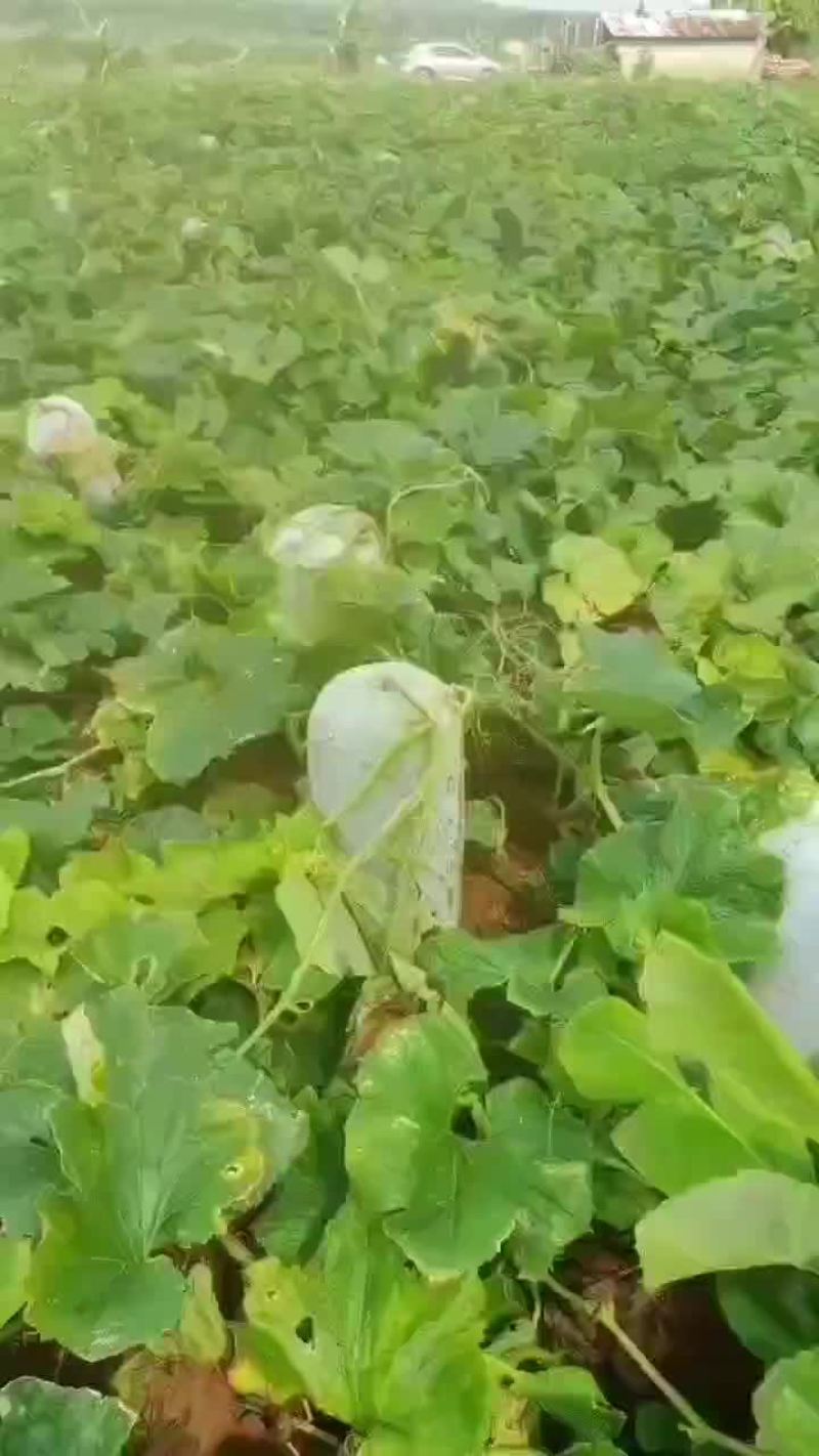 白皮冬瓜
